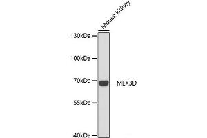 Western blot analysis of extracts of Mouse kidney using MEX3D Polyclonal Antibody at dilution of 1:1000. (MEX3D antibody)