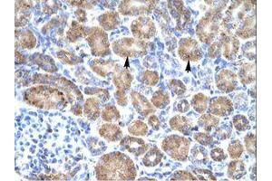 Image no. 1 for anti-POU Domain, Class 4, Transcription Factor 3 (POU4F3) (AA 211-260) antibody (ABIN202275) (POU4F3 antibody  (AA 211-260))