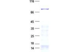 Validation with Western Blot (ARHGAP24 Protein (His tag))