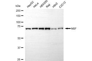 anti-N-Ethylmaleimide-Sensitive Factor (NSF) antibody