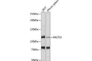 Western blot analysis of extracts of various cell lines, using MLLT10 antibody (ABIN7269602) at 1:1000 dilution. (MLLT10 antibody  (AA 250-500))