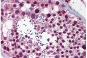 Human Testis: Formalin-Fixed, Paraffin-Embedded (FFPE) (NASP antibody  (AA 287-336))