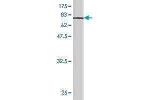 Western Blot detection against Immunogen (73. (ENO1 antibody  (AA 1-434))