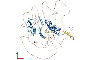 AlphaFold protein structure predicition of Mouse Recombinant Nbr1 Protein, UniprotID P97432 (NBR1 Protein (AA 1-988) (His tag))
