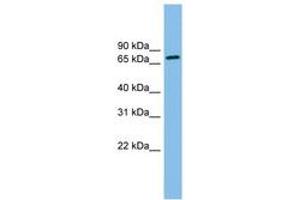 Image no. 1 for anti-Outer Dense Fiber of Sperm Tails 2 (ODF2) (N-Term) antibody (ABIN6745049) (ODF2 antibody  (N-Term))