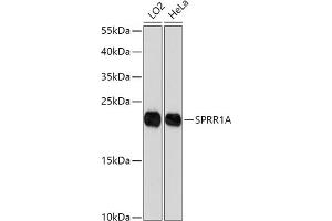 Western blot analysis of extracts of various cell lines, using SPRR1A antibody (ABIN7270369) at 1:1000 dilution. (SPRR1A antibody)