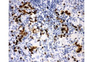 Anti-Myeloperoxidase Picoband antibody,  IHC(P): Rat Spleen Tissue (Myeloperoxidase antibody  (AA 406-745))