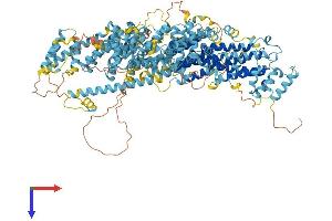 AlphaFold protein structure predicition of Human Recombinant KIAA0825 Protein, UniprotID Q8IV33 (C5orf36 Protein (AA 1-1275) (His tag))