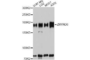Western blot analysis of extracts of various cell lines, using ZMYND8 antibody. (ZMYND8 antibody)