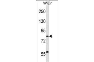 SEC23B Antibody (C-term) (ABIN1537526 and ABIN2850107) western blot analysis in WiDr cell line lysates (35 μg/lane).