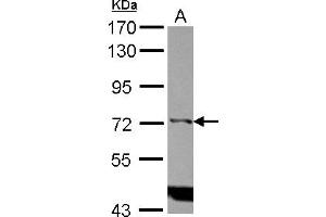 Western Blotting (WB) image for anti-Inositol-Trisphosphate 3-Kinase C (ITPKC) (Internal Region) antibody (ABIN1496062) (ITPKC antibody  (Internal Region))