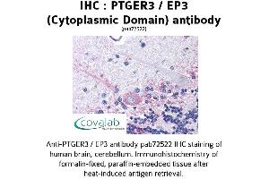 Image no. 1 for anti-Prostaglandin E Receptor 3 (Subtype EP3) (PTGER3) (3rd Cytoplasmic Domain) antibody (ABIN1738558) (PTGER3 antibody  (3rd Cytoplasmic Domain))