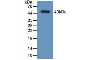 Detection of Recombinant CALU, Human using Polyclonal Antibody to Calumenin (CALU) (CALU antibody  (AA 20-315))