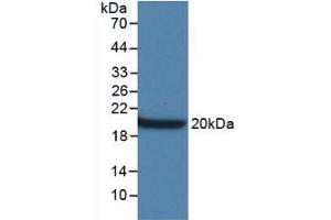 Detection of Recombinant AQP4, Mouse using Monoclonal Antibody to Aquaporin 4 (AQP4) (Aquaporin 4 antibody  (AA 177-304))