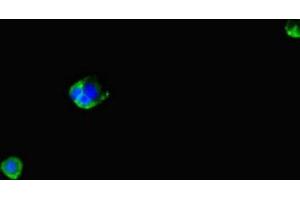 Immunofluorescent analysis of MCF-7 cells using ABIN7166656 at dilution of 1:100 and Alexa Fluor 488-congugated AffiniPure Goat Anti-Rabbit IgG(H+L) (LPAL2 antibody  (AA 52-124))