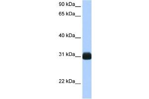 RBPMS antibody used at 0. (RBPMS antibody  (N-Term))