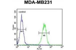 Flow cytometric analysis of MDA-MB231 cells (right histogram) compared to a negative control cell (left histogram) using Trypsin-3 / PRSS3  Antibody (N-term), followed by FITC-conjugated goat-anti-rabbit secondary antibodies. (PRSS3 antibody  (N-Term))