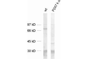 dilution: 1 : 1000, sample: mouse spleen extract (wt and P2X7 knock out) (P2RX7 antibody  (C-Term))