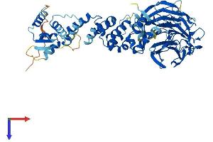 AlphaFold protein structure predicition of Human Recombinant KLHL35 Protein, UniprotID Q6PF15