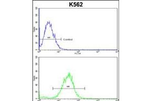Flow cytometric analysis of k562 cells (bottom histogram) compared to a negative control cell (top histogram). (CDC5L antibody  (AA 187-213))