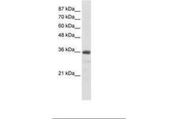 SNRNP35 antibody  (AA 29-78)