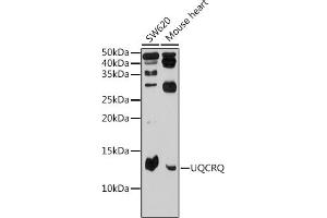 Western blot analysis of extracts of various cell lines, using UQCRQ Rabbit pAb (ABIN6132907, ABIN6149966, ABIN6149967 and ABIN6225209) at 1:500 dilution. (UQCRQ antibody  (AA 1-82))