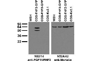 Transfected cell immunoblot: extracts of whole rat brain homogenate (WBH) and COS cells transfected with GFP-tagged FGF11/FHF3 and FGF13/FHF2 and untagged Kv2.