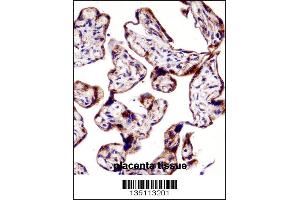 TEAD3 Antibody immunohistochemistry analysis in formalin fixed and paraffin embedded human placenta tissue followed by peroxidase conjugation of the secondary antibody and DAB staining. (TEAD3 antibody  (N-Term))