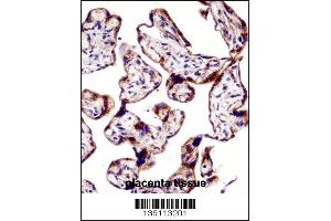 TEAD3 Antibody immunohistochemistry analysis in formalin fixed and paraffin embedded human placenta tissue followed by peroxidase conjugation of the secondary antibody and DAB staining.