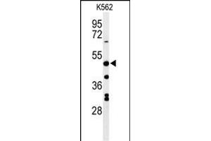 Western blot analysis of RHBG Antibody (C-term) (ABIN653937 and ABIN2843168) in K562 cell line lysates (35 μg/lane).