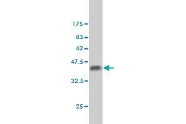 BCL9 antibody  (AA 1036-1135)