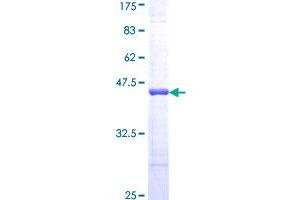 FABP7 Protein (AA 1-132) (GST tag)