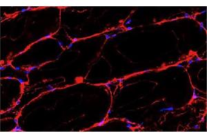 Frozen rat gastrocnemic muscle section was stained with Goat Anti-Rat IgG-BIOT (Goat anti-Rat IgG (Heavy Chain) Antibody (Biotin))