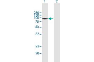 Western Blot analysis of GSN expression in transfected 293T cell line by GSN MaxPab polyclonal antibody.