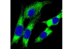 Immunofluorescent analysis of 4 % paraformaldehyde-fixed, 0. (HLA-DQA1 antibody  (C-Term))
