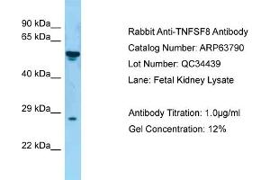 Western Blotting (WB) image for anti-Tumor Necrosis Factor (Ligand) Superfamily, Member 8 (TNFSF8) (N-Term) antibody (ABIN2789625) (TNFSF8 antibody  (N-Term))