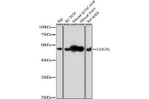 Western blot analysis of extracts of various cell lines, using CX3CR1 antibody (ABIN3016929, ABIN3016930, ABIN1679440 and ABIN6219885) at 1:500 dilution. (CX3CR1 antibody)