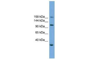 PHLDB1 antibody used at 0. (PHLDB1 antibody  (Middle Region))