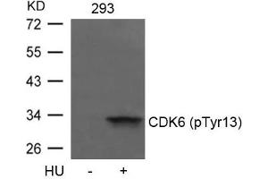 Western blot analysis of extracts from 293 cells untreated or treated with HU using CDK6(phospho-Tyr13) Antibody. (CDK6 antibody  (pTyr13))
