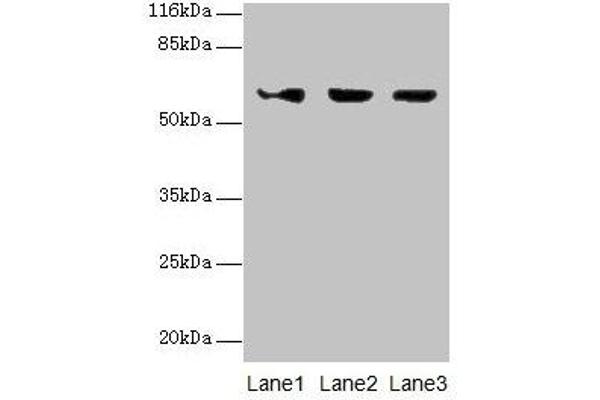 ATL3 antibody  (AA 1-187)