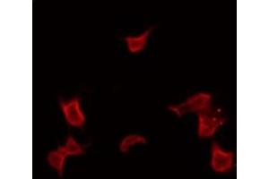 ABIN6266898 staining HepG2 by IF/ICC. (UBXN11 antibody  (Internal Region))