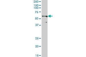 TRIM23 monoclonal antibody (M01), clone 2H4. (TRIM23 antibody  (AA 1-110))