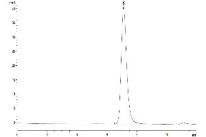 The purity of Mouse CD73 is greater than 95 % as determined by SEC-HPLC. (CD73 Protein (AA 29-549) (His tag))