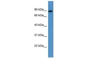 Western Blot showing LOXL3 antibody used at a concentration of 1-2 ug/ml to detect its target protein. (LOXL3 antibody  (Middle Region))
