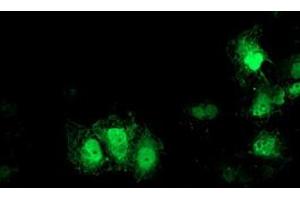 Anti-GDAP1L1 mouse monoclonal antibody (ABIN2454764) immunofluorescent staining of COS7 cells transiently transfected by pCMV6-ENTRY GDAP1L1 (RC200976). (GDAP1L1 antibody)