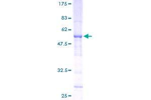 SLC25A27 Protein (AA 1-245) (GST tag)