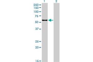 CPNE1 antibody  (AA 111-210)