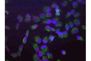 Immunofluorescence of HeLa cells showing strong granular nuclear staining of SAP49 in red and vimentin ( ABIN361371) in green. (SF3B4 antibody)