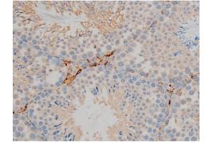 ABIN6267352 at 1/200 staining Mouse testis tissue sections by IHC-P. (Bcl-2 antibody  (pSer70))