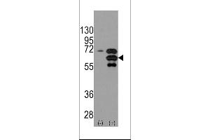 Western blot analysis of INA using rabbit polyclonal INA Antibody using 293 cell lysates (2 ug/lane) either nontransfected (Lane 1) or transiently transfected with the INA gene (Lane 2).